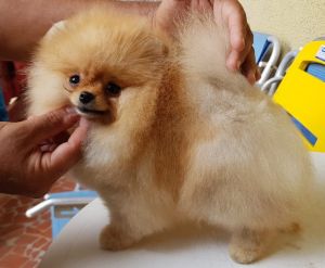 Dog Photo
