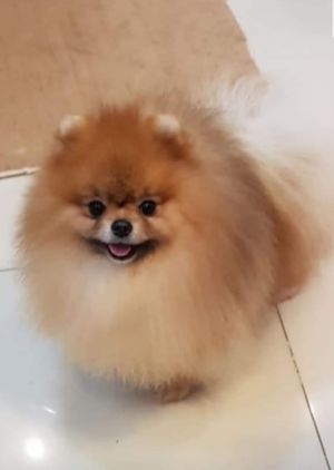 Dog Photo