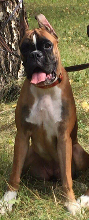 Dog Photo