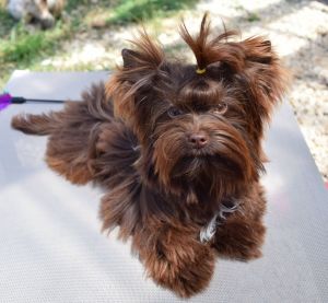 Dog Photo