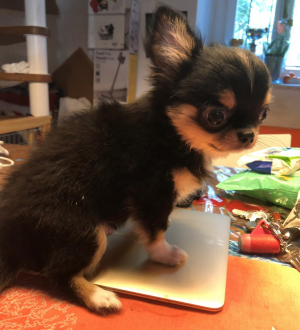 Dog Photo