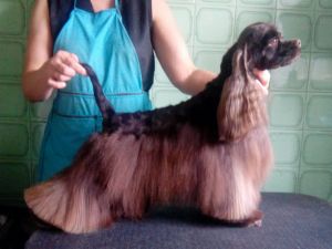 Dog Photo