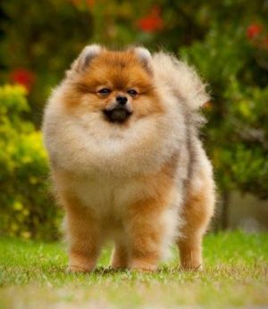 Dog Photo