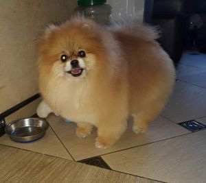 Dog Photo