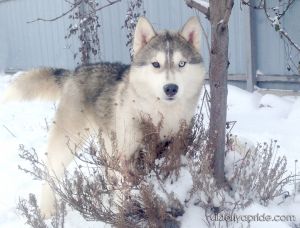 Dog Photo