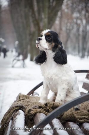 Dog Photo