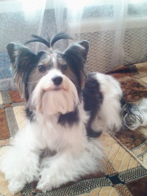 Dog Photo