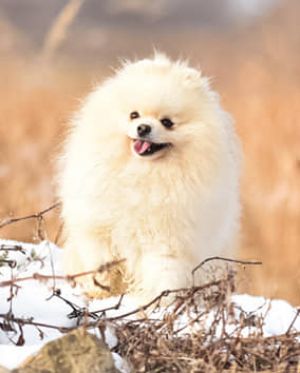 Dog Photo