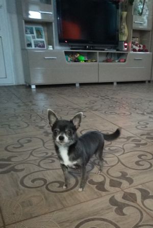 Dog Photo