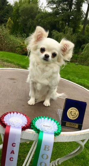 Dog Photo