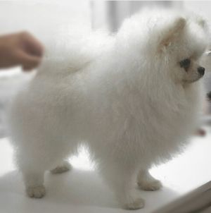Dog Photo