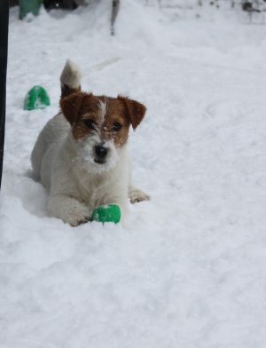 Dog Photo