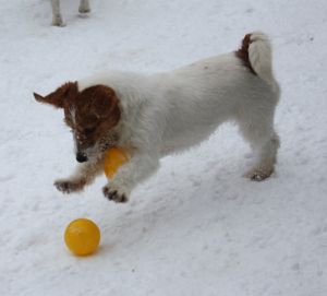 Dog Photo