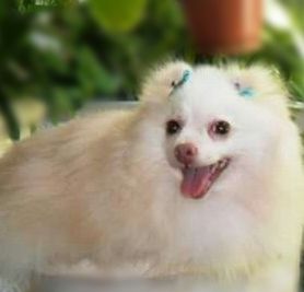 Dog Photo