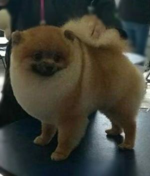 Dog Photo