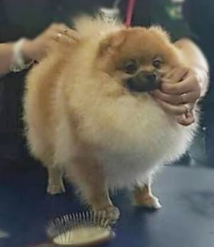 Dog Photo