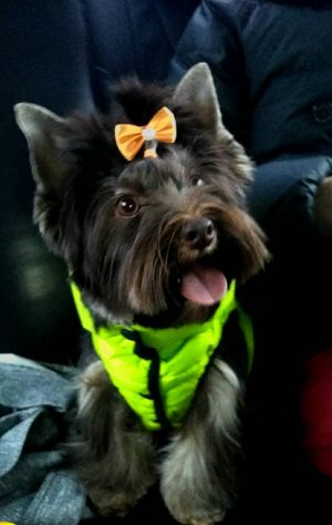 Dog Photo