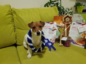 Dog Photo