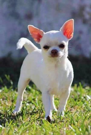 Dog Photo