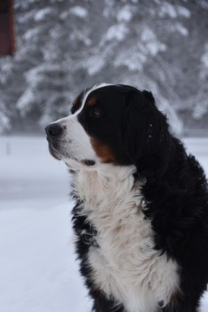 Dog Photo