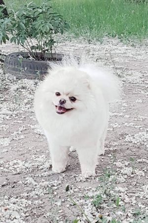 Dog Photo