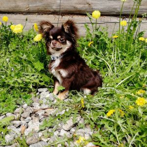 Dog Photo