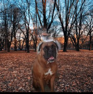 Dog Photo