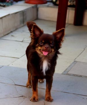 Dog Photo
