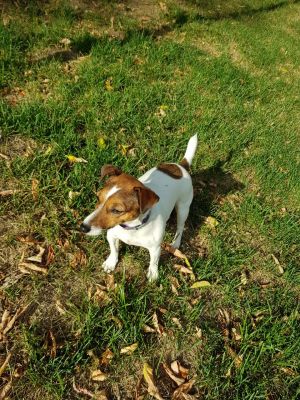 Dog Photo