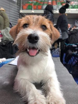 Dog Photo