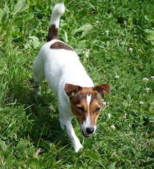 Dog Photo