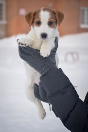 Dog Photo
