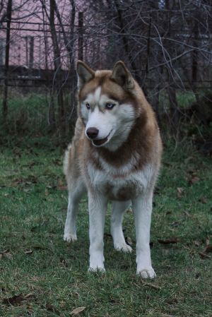 Dog Photo