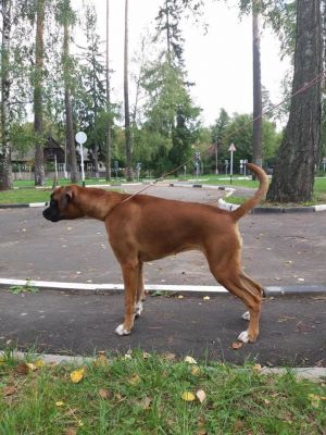 Dog Photo