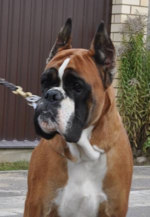 Dog Photo