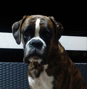 Dog Photo