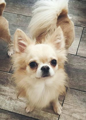 Dog Photo