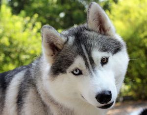 Dog Photo
