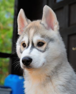 Dog Photo
