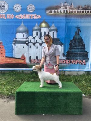 Dog Photo