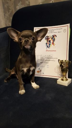 Dog Photo