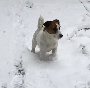 Dog Photo