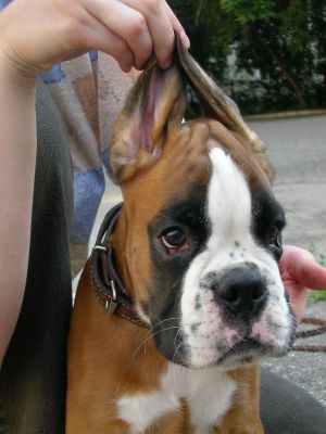 Dog Photo