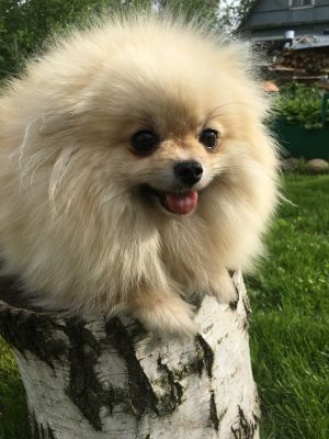 Dog Photo