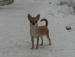 Dog Photo