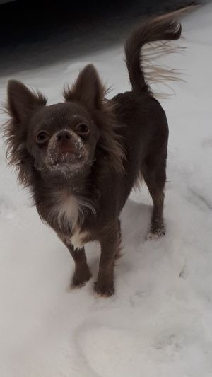 Dog Photo