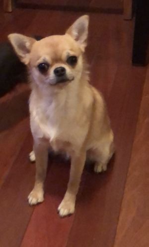 Dog Photo