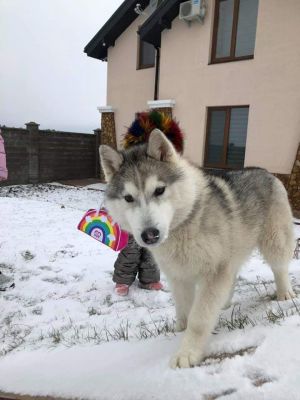 Dog Photo