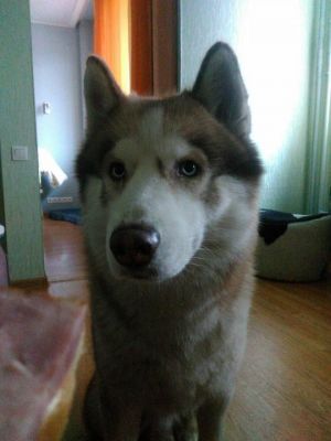 Dog Photo
