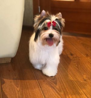 Dog Photo